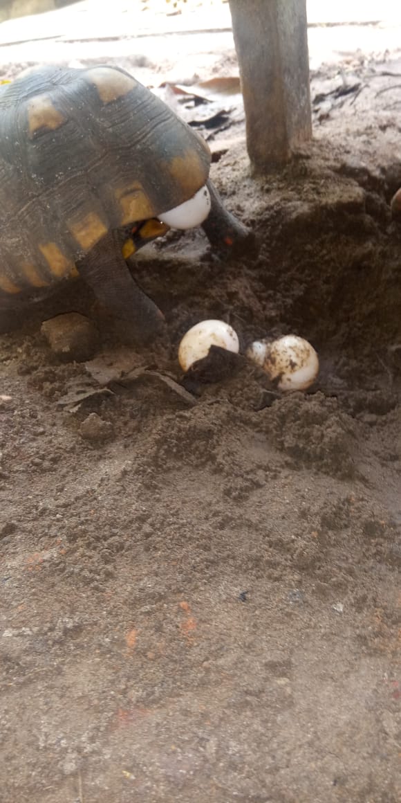 IDENTIFICAR O GÉNERO BIOLOGICO: 
- FÊMEA: O plastrão é plano, reto.
- MACHO: O plastrão é côncavo, curvado para dentro. 
